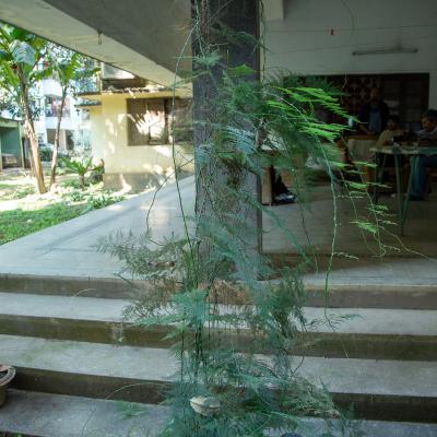 Unique And Old Fern Tree In Front Of The Large South Verandah